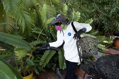 Florida mosquitoes check constructive for malaria as officers spray ...