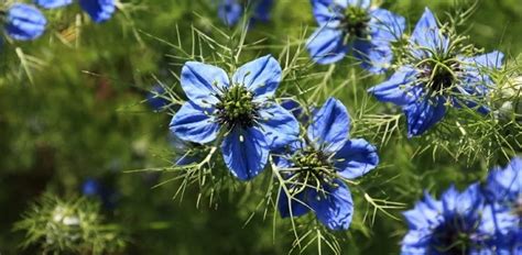 Ingredients - Nigella Sativa Seed Oil – CLAYPODS