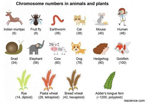 What is a Chromosome? – Function and structure - Rs' Science