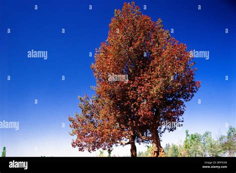 Mahua Tree India Stock Photos & Mahua Tree India Stock Images - Alamy