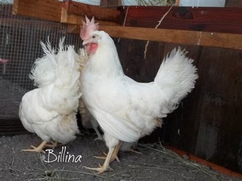 Where To Rescue Battery Hens | BackYard Chickens - Learn How to Raise ...