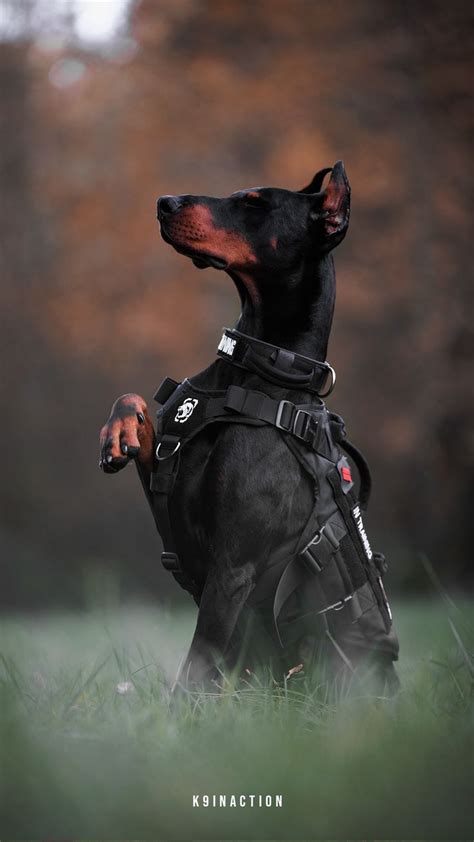 Doberman Tactical Photoshoot | Chiens doberman, Beaux chiens, Doberman