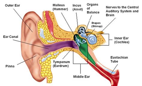 Engaging the Senses – The Sense of Hearing | Magickally Human