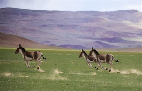 Equus Kiang – Special Species of Animal in Tibet | Tibet Travel Blog