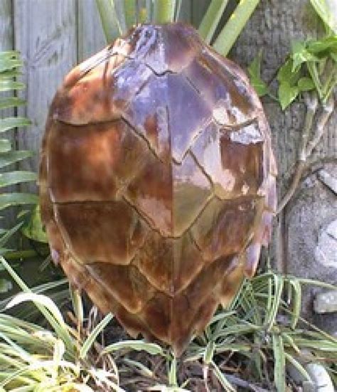 Buy Hawksbill Turtle Shell Replica 16 Inch - Beach Decor For Home - Sea