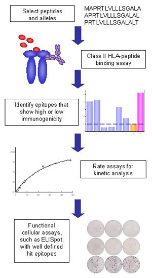 MHC Class II Binding Assays - ProImmune - Mastering Immunity _ MHC ...