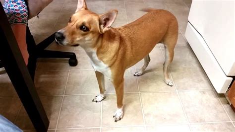 Basenji Yodel - What Sound Does An "African Barkless Dog" Basenji Make? - YouTube