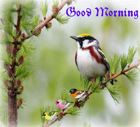 Beautiful Morning By Beautiful Birds. Free Good Morning eCards | 123 ...