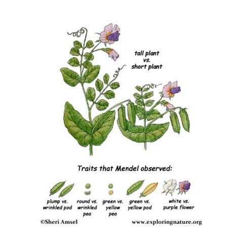 Gregor Mendel's Genetics Discoveries with Peas