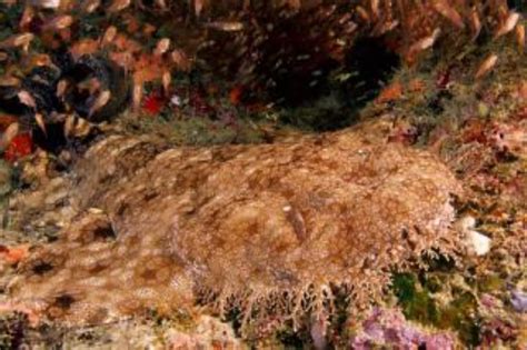 Tasseled Wobbegong Information and Picture | Sea Animals