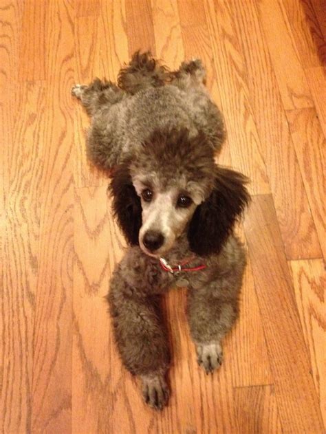 The Silver Poodle Thread - Page 10 - Poodle Forum - Standard Poodle ...