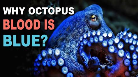 Why Is Octopus Blood Blue? Amazing Nature | - YouTube