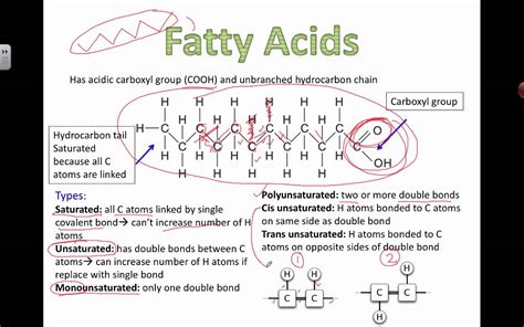 Types of Fatty Acids (2016) IB Biology - YouTube