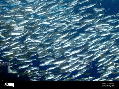 European pilchard sardina pilchardus hi-res stock photography and images - Alamy