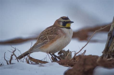 Feather Tailed Stories: Horned Lark