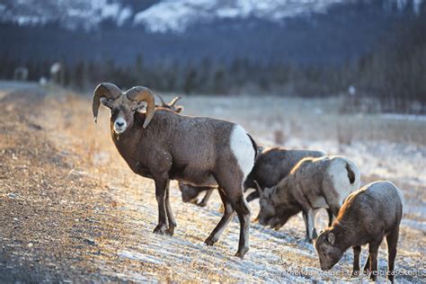 Wildlife in Jasper National Park- Photos & Tips for Viewing