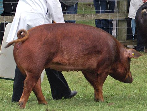 Duroc Pig: Origin, Characteristics, Uses, Photos