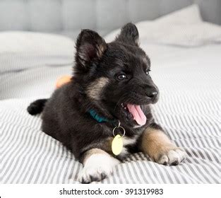 Happy Beautiful Gray Pet Doggy Sitting Stock Photo 2221443327 ...