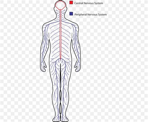 Central Nervous System Drawing Peripheral Nervous System Human Body, PNG, 378x675px, Watercolor ...