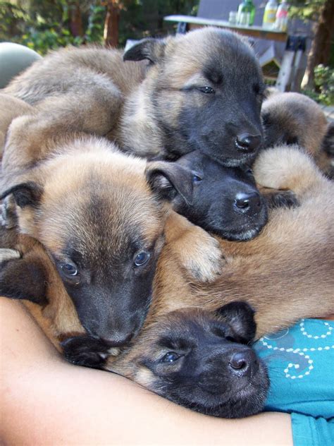 Belgian Malinois - best working dogs: Malinois Puppies 5 weeks old