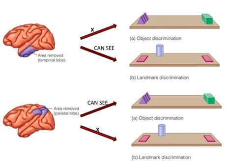 Dorsal vs ventral Flashcards | Quizlet