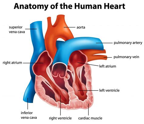 What is the Endocardium? (with pictures)