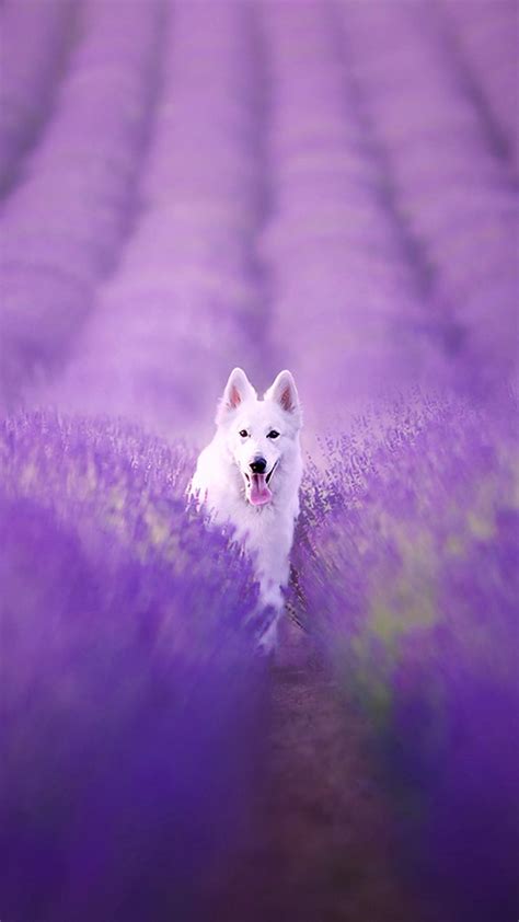 Purple Dog Wallpapers - Wallpaper Cave