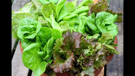 Tips For Growing Lettuce In Containers-For Beginners-Gardening Basics ...