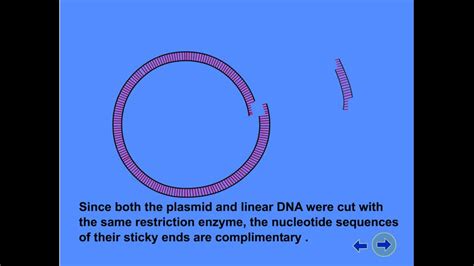 Gene Cloning Part 1: The Mechanics of Recombinant DNA Media - passel