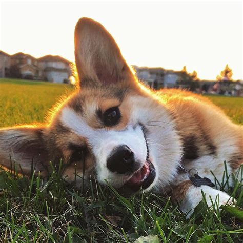 Photos and Fun Facts About Adorable Baby Corgis