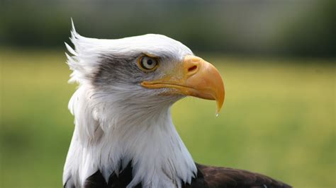 1920x1080 Resolution eagle, bird, predator 1080P Laptop Full HD Wallpaper - Wallpapers Den