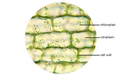 Biología1Secundaria: Laboratorio