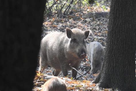 The return of wild boars in Kashmir threatens the hangul habitat and crops