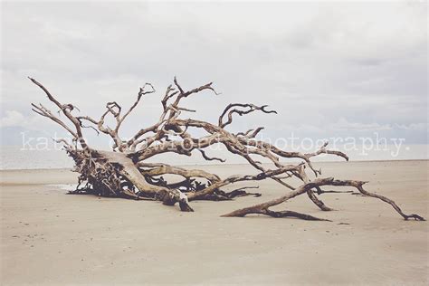 Driftwood Beach Photograph Fine Art Print Photography Katiecrawfordphoto - Etsy