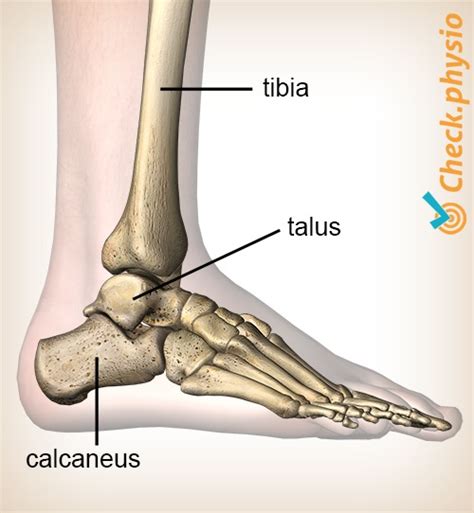 Posterior ankle impingement | Physio Check