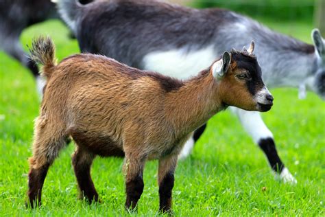 Can Someone Get Cellulitis From A Goat With Mastitis? (FAQs)