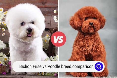 Bichon Frise Vs Poodle [Breed Comparison + Photos] - Oodle Life