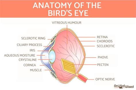 How Birds See the World - An In-Depth Look at Field of Vision, Colors, and Eye Anatomy