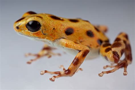 Gorgeous rainbow frogs come in different colours on every island | New Scientist