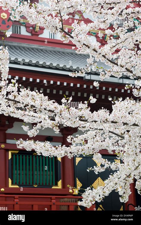 Sensoji buddhist temple cherry blossom hi-res stock photography and ...