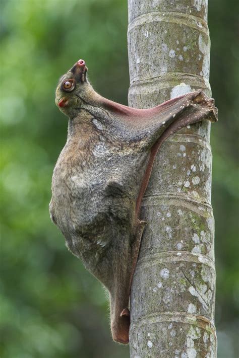 flying lemur | Unusual animals, Rare animals, Weird animals