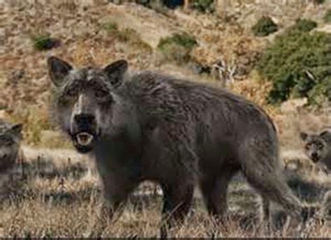 Prehistoric dire wolves looked different than those on ‘Game of Thrones ...