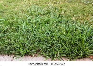 40 Southern Crabgrass Images, Stock Photos & Vectors | Shutterstock