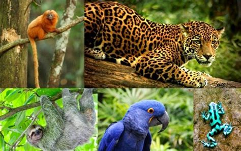 Art at Hosmer: Endangered Animals of the Amazon Rainforest