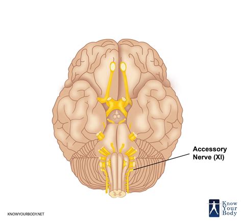 Color Coded Cranial Nerve Innervation Trial Exhibits