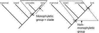 Phylogenetic Trees and Monophyletic Groups | Learn Science at Scitable