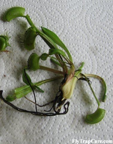 Venus flytrap Propagation - FlytrapCare.com | Venus fly trap, Fly traps, Carnivorous plants