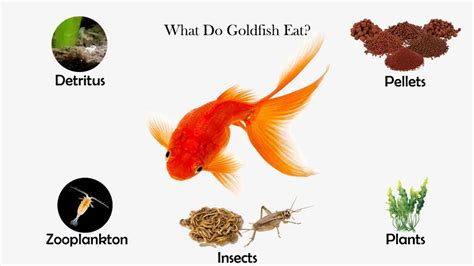 What Do Goldfish Eat? | Feeding Nature