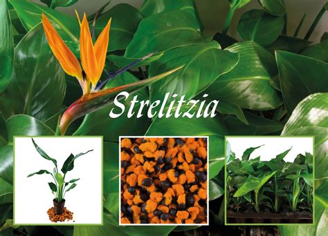 Strelitzia juncea