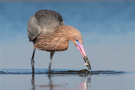 Reddish Egret | Audubon Field Guide